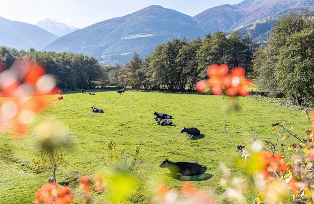 Ferienwohnung 'Hausergut Bonita 4' mit Bergblick, Gemeinschaftsgarten und Wi-Fi