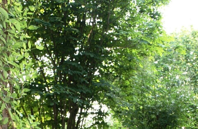 Ferienwohnung im Erdgeschoß mit Garten, angenehme Atmosphäre
