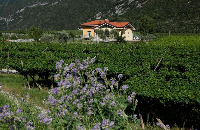 Appartamenti Al Vigneto