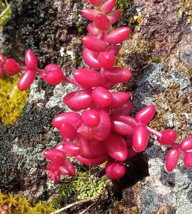 Arcamyrtus