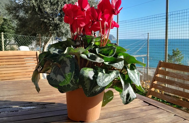 ARIANNA'S HAUS AM MEER (Citra Code: 011030-LT-0156