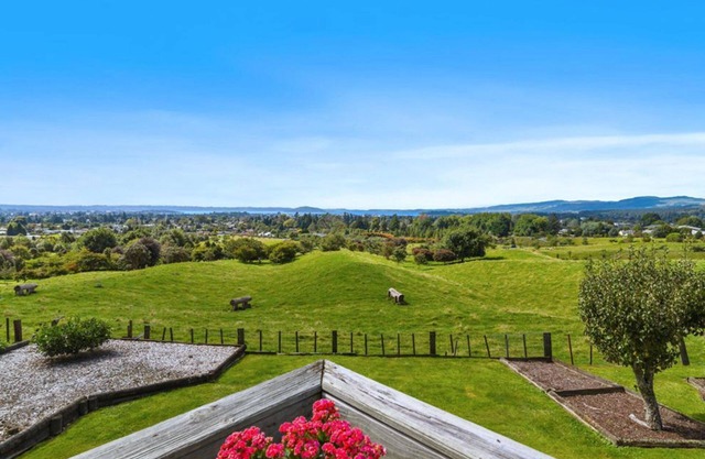 Aww Sheep-Uninterrupted Manificent View