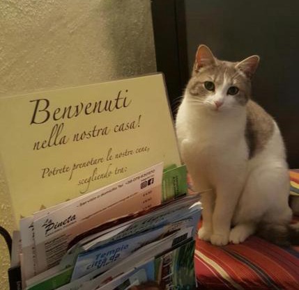 B&B Meladormo