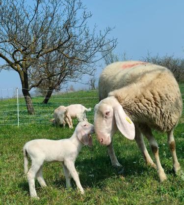 B&B Naturin - Eco Farm
