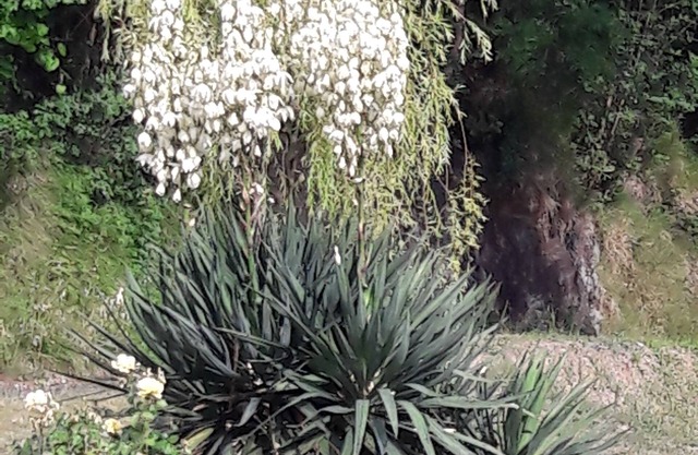 B&B Oasi Verde