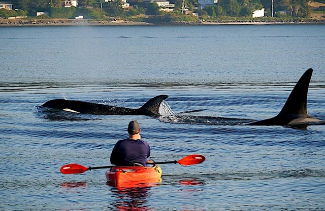Beach Home w/King & Queen bed + Wi-Fi see Whales/Eagles Minutes to Seattle Ferry