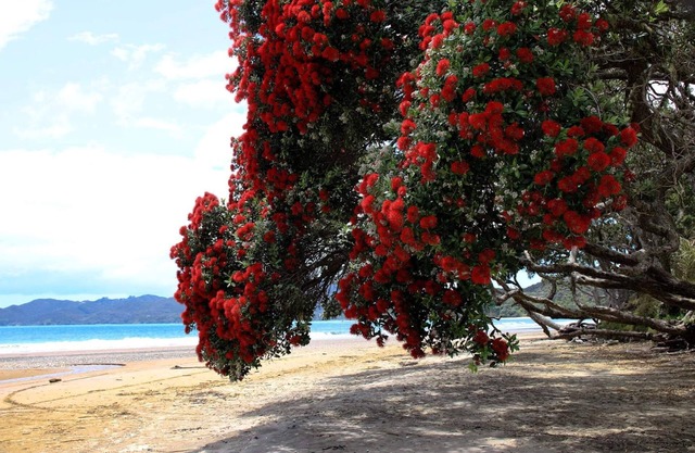 "SEGEL" BEACHFRONT ~ COOPERS STRAND