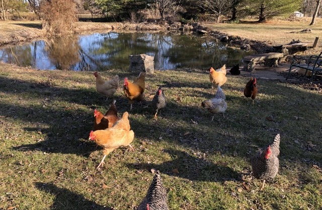 Beautiful Farm Living with Horses