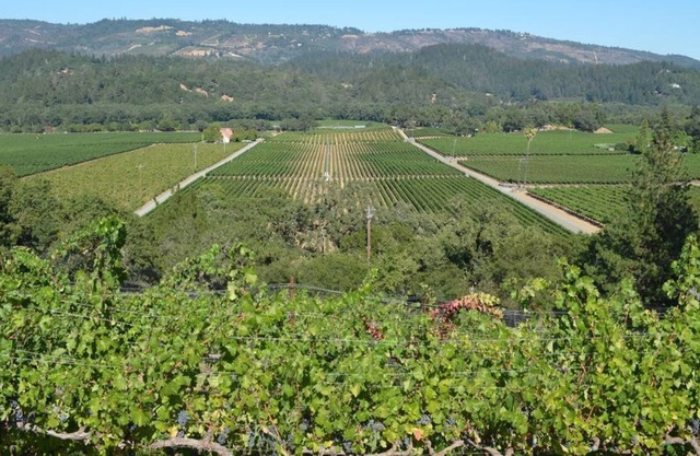 Beautiful Home Nestled in the Vines