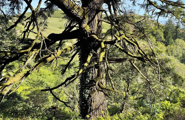 Beautiful home on 1 acre in Portola Valley!