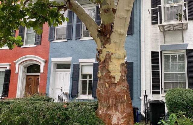 Beautiful S. Main St. Historic Row House