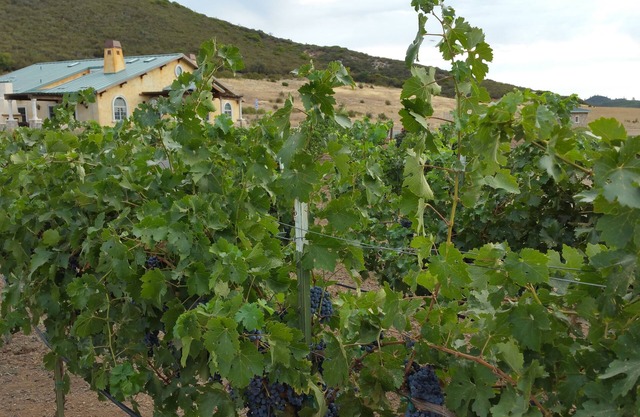 Beautiful Wine Ranch Vineyard Setting