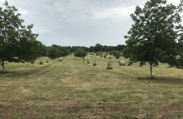 Die Ben Ranch Cabins befinden sich in einem jahrhundertealten Pecan Orchard