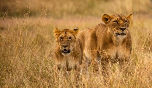 Best Camping Tours Campsite