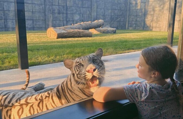 Big Cat Bungalows at The Haven - Tiger 3