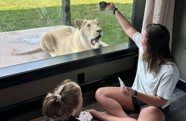 Big Cat Bungalows at The Haven - Lion 2