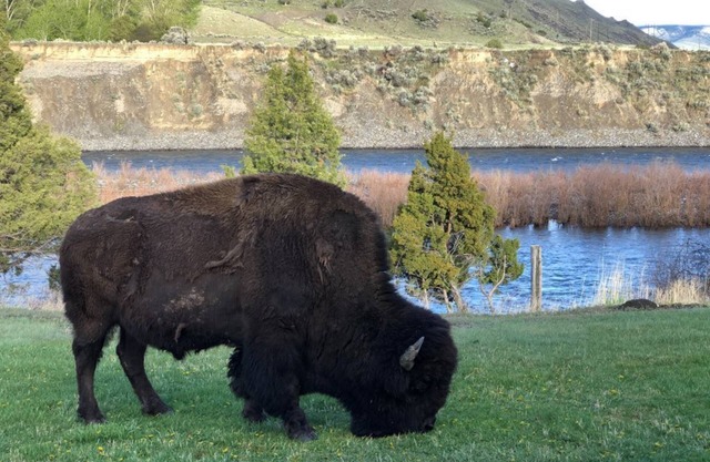 BISON HALLOW on the YELLOWSTONE RIVERFRONT