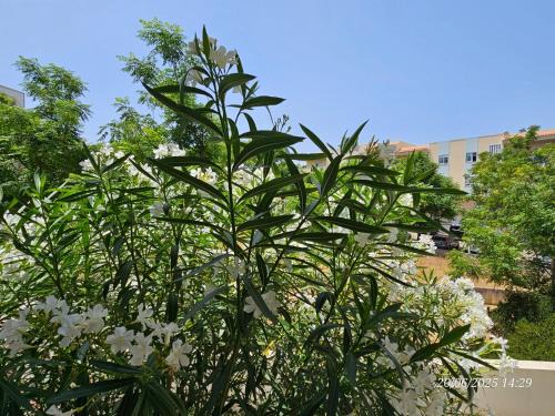 Blife Candya private apartment