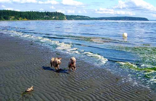 das Bootshaus bei Sonnenlicht SeaScape Ein sanftes Retreat auf Whidbey Island für 2