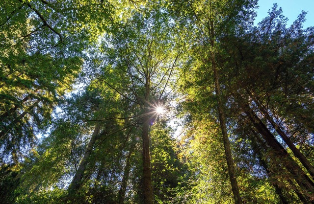 Bohemian Redwood Retreat for Extended Stays
