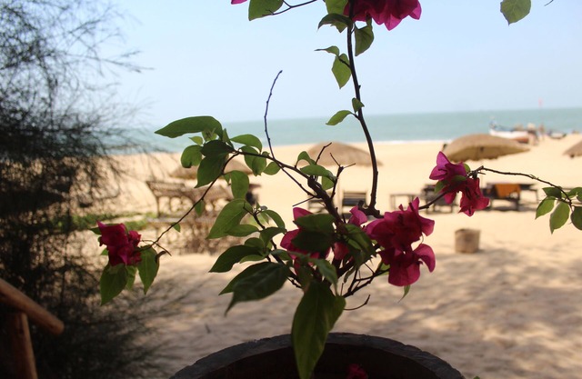 Bougainvilleapatnem schöne umweltfreundliche Cottages