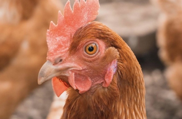 Brand New Listing ! Loveland Bear Chicken house, organic eggs daily remodeled