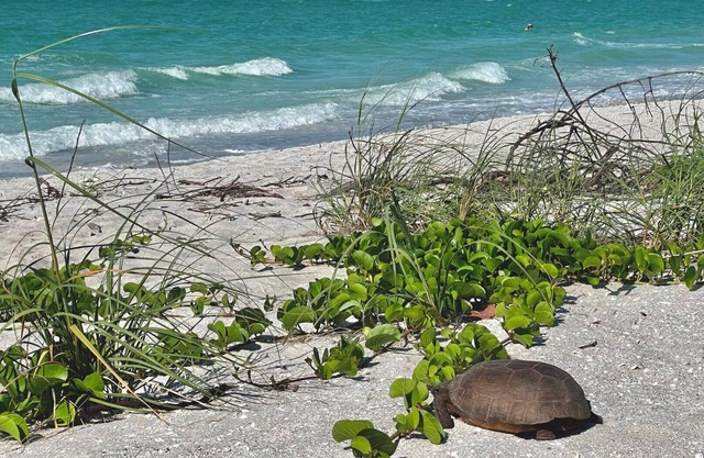 März 2020 Absage! Buchen Sie jetzt und genießen Sie das Leben am Wasser in diesem Lieblingshotel in Sanibel-Captiva. Bring dein Boot mit!
