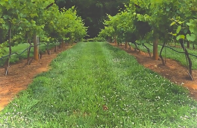 Buckley Vineyard Cabin with Tumbling Waters sleeps 2