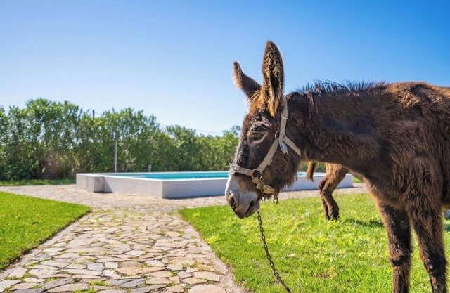 Burro Ville - Lovely House w/ Pool