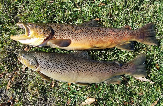 BYU-I, Yellowstone, Sanddünen, Flussufer, endloses heißes Wasser, Teton Views, Zimmer