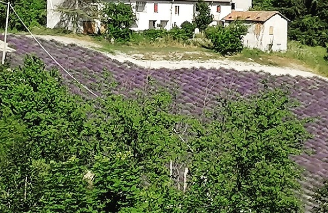 Cà Burghin- Rustico from the 19th century overlooking the lavender fields