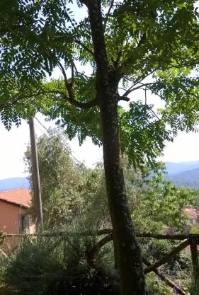 Ca' Rosmunda