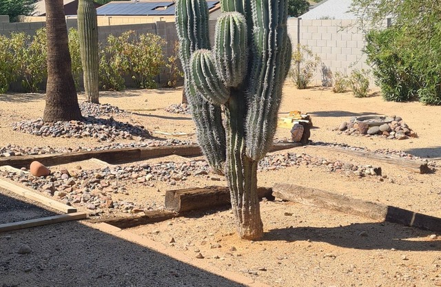 Calm saguaro cacti house with palms and oleanders, chirping quails.