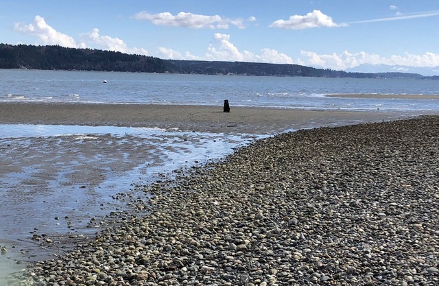 Camano Island am Strand