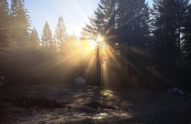 Camp in private Redwoods, no fires