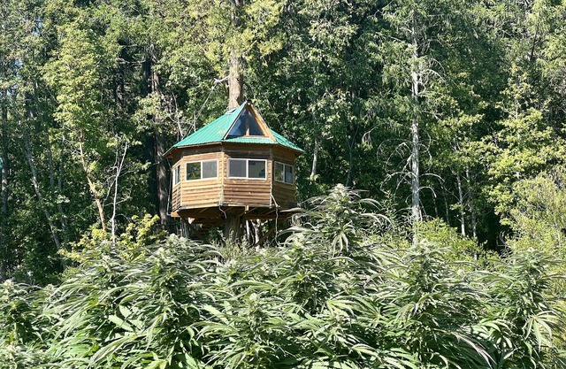 Cannabis friendly treehouse with amazing mountain Views!