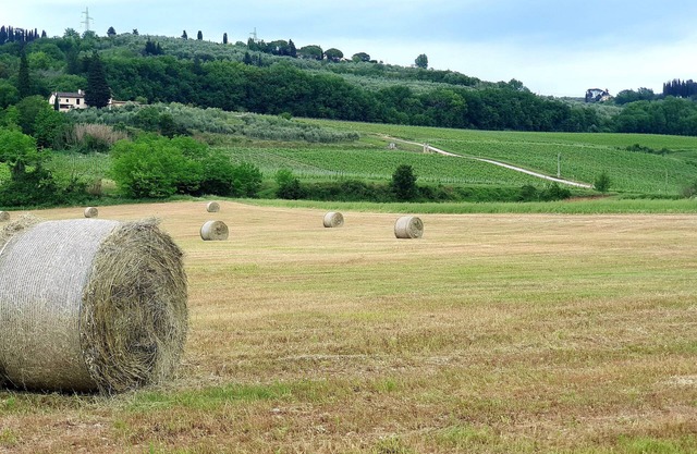 Casale le Lame: CANAIOLO