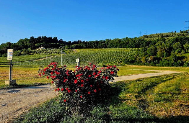 Casale le Lame :Syrah Apartment