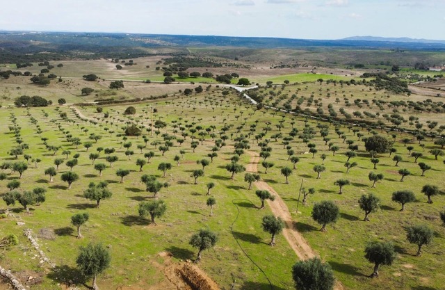 Casa da Meada - Herdade Santo Isidro | Santo Isidro 6 | Alentejo