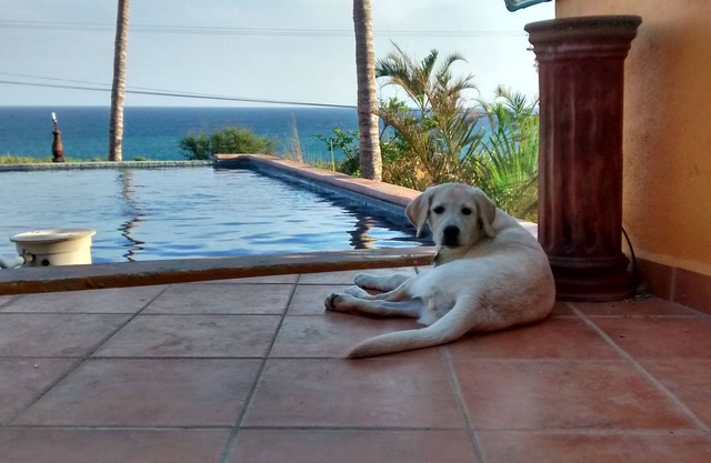 Casa Mango im Palapas Resort in San Jose Del Cabo gegenüber vom Strand