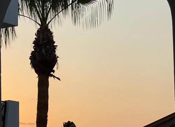 Casa Palmera