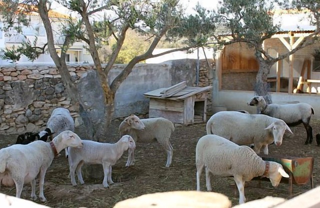 Casa rural Els Matalapers - Ganze Unterkunft - 6 Einheiten