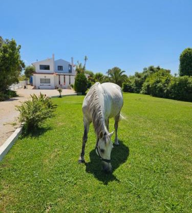 Casa Seahorses b