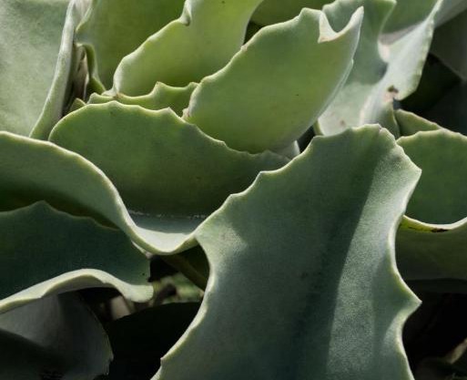Casa ulivo Agave Favignana At My Place