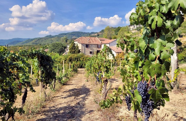 CASCINA MARENCO LANGHE COUNTRY HOUSE Dolcetto | with pool, garden, view, wi-fi