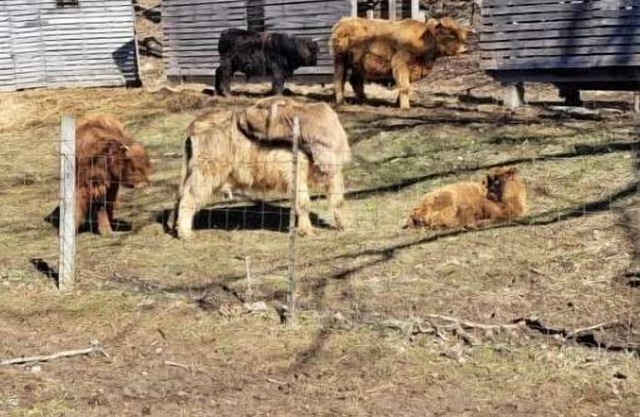 Celtic Glen Farm Stay - Shaded corn cribs