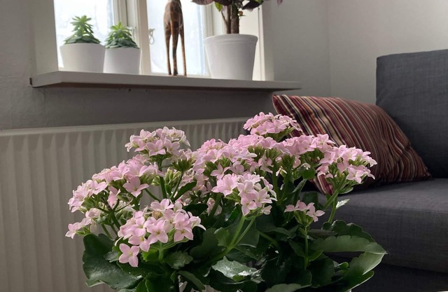 Central Lejlighed med Egen Have tæt ved Slotssøen