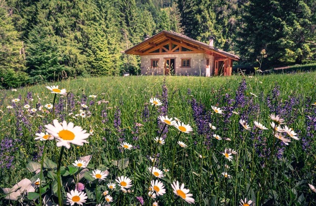 Wunderschöne Almhütte mitten in der Natur