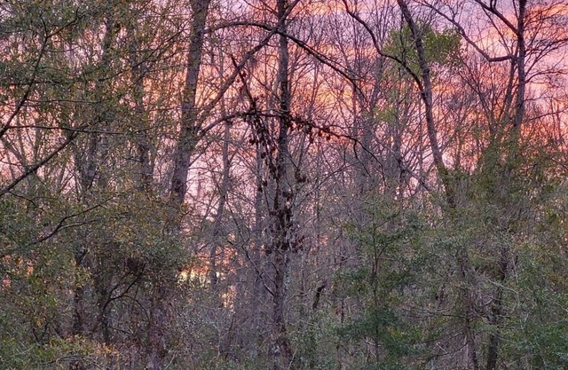 Charming 2-bedroom home on peaceful bluff overlooking the Edisto River.