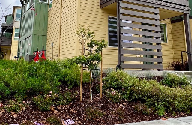 Chic new townhome in the heart of Silicon Valley
